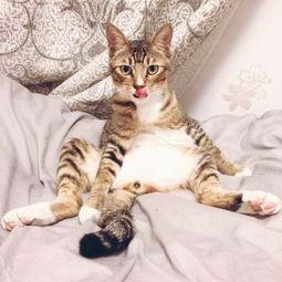 左公子猫密圈最新爆料,揭秘娱乐圈最新动态  第2张